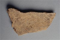 藏品(甲骨殘片)的圖片
