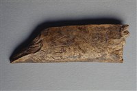 藏品(甲骨殘片)的圖片