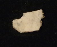 藏品(甲骨殘片)的圖片