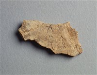 藏品(甲骨殘片)的圖片
