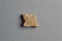 藏品(甲骨殘片)的圖片