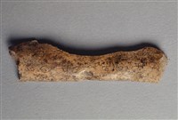 藏品(甲骨殘片)的圖片