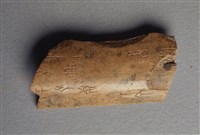 藏品(甲骨殘片)的圖片