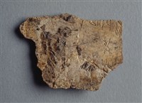 藏品(甲骨殘片)的圖片