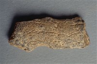 藏品(甲骨殘片)的圖片