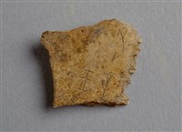 藏品(甲骨殘片)的圖片