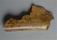 藏品(甲骨殘片)的圖片