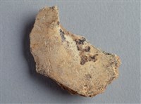 藏品(甲骨殘片)的圖片