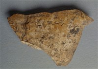 藏品(甲骨殘片)的圖片