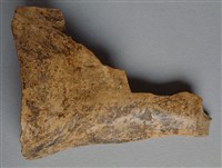 藏品(甲骨殘片)的圖片