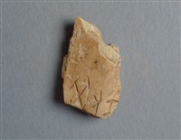 藏品(甲骨殘片)的圖片