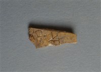藏品(甲骨殘片)的圖片