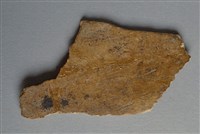 藏品(甲骨殘片)的圖片