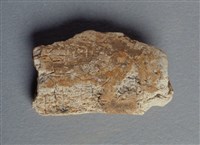 藏品(甲骨殘片)的圖片