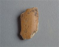 藏品(甲骨殘片)的圖片