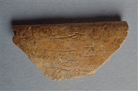 藏品(甲骨殘片)的圖片