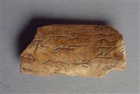 藏品(甲骨殘片)的圖片