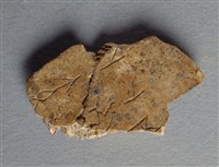 藏品(甲骨殘片)的圖片