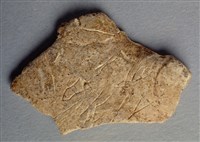 藏品(甲骨殘片)的圖片