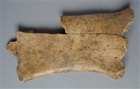 藏品(甲骨殘片)的圖片