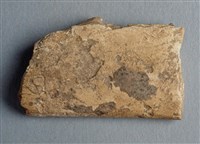 藏品(甲骨殘片)的圖片