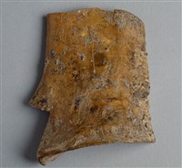 藏品(甲骨殘片)的圖片