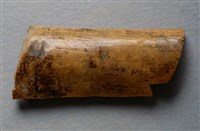 藏品(甲骨殘片)的圖片