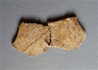 藏品(甲骨殘片)的圖片