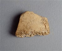 藏品(甲骨殘片)的圖片