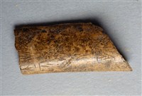 藏品(甲骨殘片)的圖片