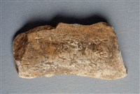 藏品(甲骨殘片)的圖片