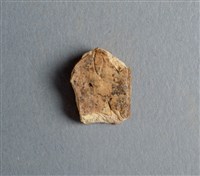 藏品(甲骨殘片)的圖片