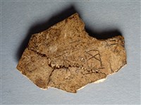 藏品(甲骨殘片)的圖片