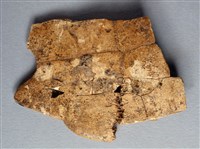藏品(甲骨殘片)的圖片