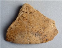 藏品(甲骨殘片)的圖片