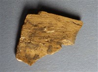 藏品(甲骨殘片)的圖片