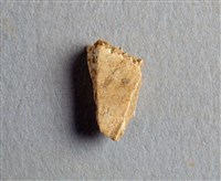 藏品(甲骨殘片)的圖片