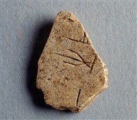 藏品(甲骨殘片)的圖片