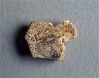 藏品(甲骨殘片)的圖片