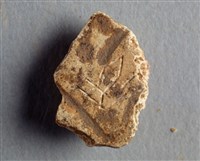 藏品(甲骨殘片)的圖片