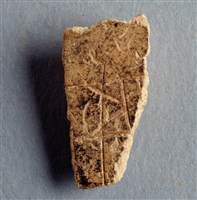 藏品(甲骨殘片)的圖片