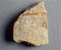 藏品(甲骨殘片)的圖片