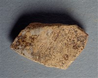 藏品(甲骨殘片)的圖片