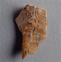 藏品(甲骨殘片)的圖片