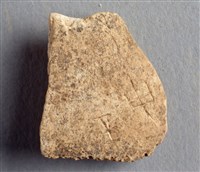 藏品(甲骨殘片)的圖片