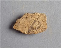 藏品(甲骨殘片)的圖片