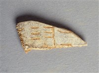 藏品(甲骨殘片)的圖片