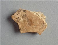 藏品(甲骨殘片)的圖片