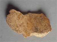 藏品(甲骨殘片)的圖片