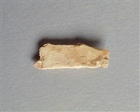 藏品(甲骨殘片)的圖片